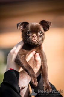 Photo №3. Chocolate Griffon and Ptibrabanson. Russian Federation