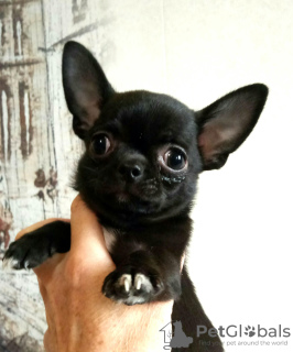 Photo №1. chihuahua - for sale in the city of Chelyabinsk | 324$ | Announcement № 7616
