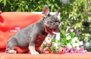 Photo №2 to announcement № 6974 for the sale of french bulldog - buy in United States 