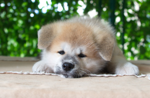 Photo №2 to announcement № 2985 for the sale of akita - buy in Russian Federation from nursery, breeder