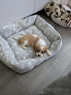 Photo №3. Cavalier Kingcharlesinspanielin pentu. Finland