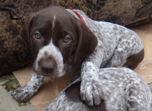 Photo №1. german shorthaired pointer - for sale in the city of Brest | 500$ | Announcement № 670