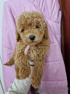 Additional photos: poodle