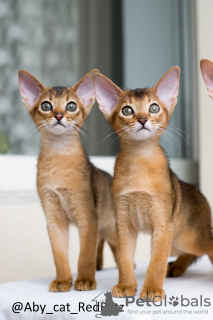 Additional photos: Abyssinian kitten girl Rudy from the cattery with documents - Malefisenta