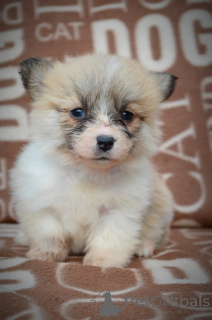 Photo №2 to announcement № 135054 for the sale of welsh corgi - buy in Serbia breeder