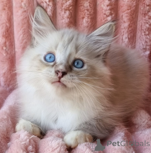 Photo №1. neva masquerade - for sale in the city of Kyivets' | 700$ | Announcement № 154385