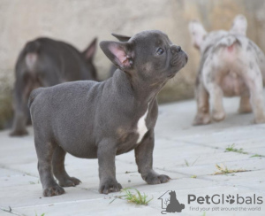 Photo №3. FRENCH BULLDOG - exotic colors. Serbia