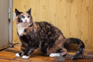 Photo №1.  - for sale in the city of Moscow river | Is free | Announcement № 166041