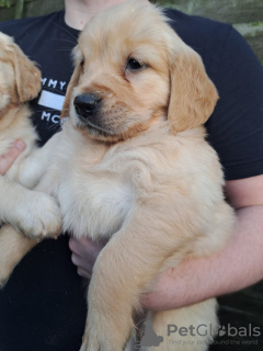 Photo №2 to announcement № 81146 for the sale of golden retriever - buy in Netherlands breeder