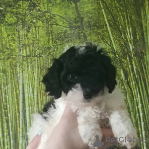 Photo №4. I will sell poodle (dwarf) in the city of Minsk. private announcement - price - 951$