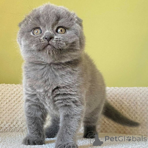 Photo №2 to announcement № 155489 for the sale of scottish fold - buy in Germany 