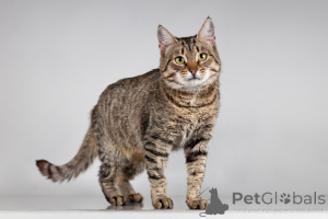 Photo №3. Beauty Caramel is looking for a home.. Russian Federation