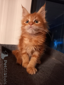 Photo №3. Maine Coon kittens kissanpennut. Finland
