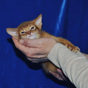 Photo №1. abyssinian cat - for sale in the city of Kingisepp | 467$ | Announcement № 2657