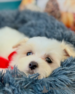 Photo №1. maltese dog - for sale in the city of Helsinki | 568$ | Announcement № 163775