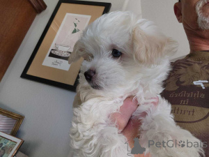 Photo №1. maltipu - for sale in the city of Berlin | 847$ | Announcement № 149841