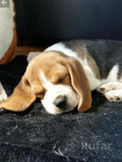 Photo №1. beagle - for sale in the city of  | 250$ | Announcement № 4383