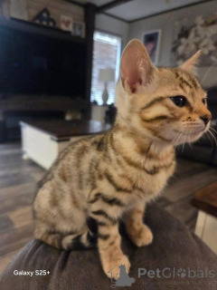 Photo №2 to announcement № 153201 for the sale of bengal cat - buy in Sweden private announcement