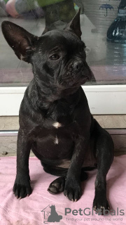 Photo №1. french bulldog - for sale in the city of Dnipro | 1579$ | Announcement № 8397