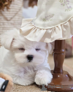 Photo №3. D'adorables chiots Bichons maltais cherchent un foyer aimant !. France
