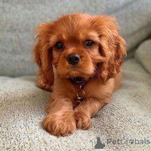 Photo №1. cavalier king charles spaniel - for sale in the city of Hudiksvall | 1032$ | Announcement № 168262