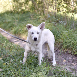 Additional photos: White dog Gerda is looking for a loving family.