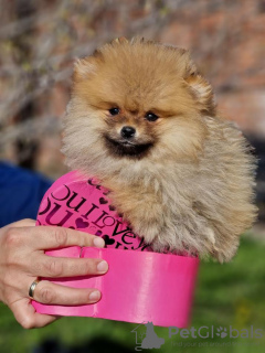 Additional photos: Pomeranian - beautiful puppies