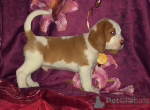 Photo №4. I will sell beagle in the city of Москва. from nursery - price - 706$