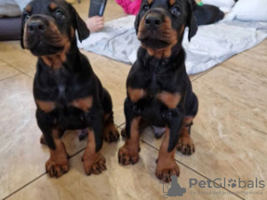Photo №1. dobermann - for sale in the city of Ghent | 581$ | Announcement № 96338