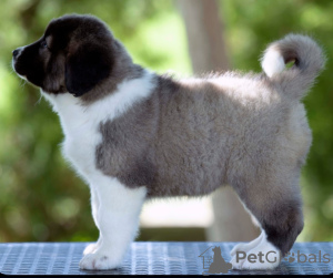 Photo №3. Caucasian Shepherd puppies. Bosnia and Herzegovina