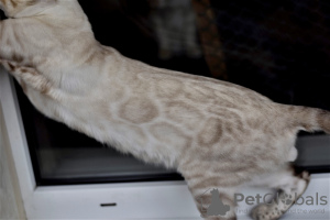Photo №1. bengal cat - for sale in the city of Minsk | 498$ | Announcement № 9367