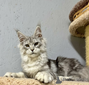 Photo №1. maine coon - for sale in the city of Baden Baden | 1022$ | Announcement № 163718