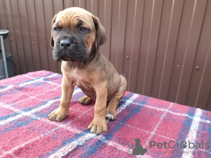 Photo №2 to announcement № 7502 for the sale of cane corso - buy in Russian Federation 