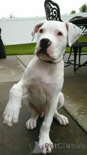 Photo №3. American bulldog. Germany
