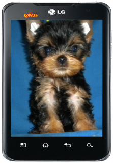Photo №2 to announcement № 2991 for the sale of yorkshire terrier - buy in Russian Federation breeder