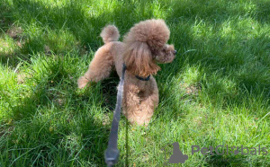 Photo №3. Hello. I have a puppy. (Poodle) She is white. She is Toy, Her weight is 2.5 kg.. Armenia