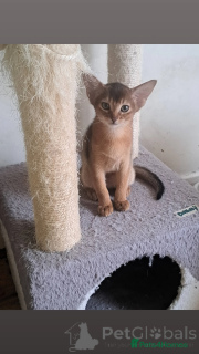 Photo №4. I will sell abyssinian cat in the city of Huldenberg. private announcement - price - 526$