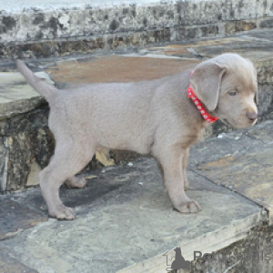 Photo №3. Labrador Retriever Male 7 weeks old Ready by Mar. 30. Germany