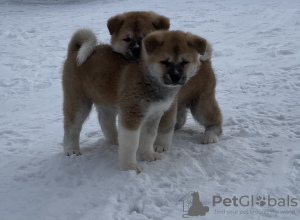 Photo №1. akita - for sale in the city of Tver | negotiated | Announcement № 8714