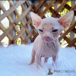 Photo №1. sphynx cat - for sale in the city of BåSTAD | 1032$ | Announcement № 168490