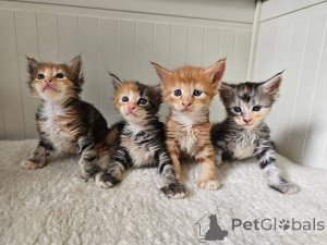 Photo №1. maine coon - for sale in the city of Graz | negotiated | Announcement № 161160