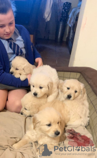 Photo №3. Lovely Golden Retriever Puppies available now. Germany