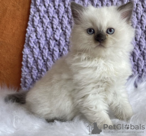 Photo №1. ragdoll - for sale in the city of New York | 250$ | Announcement № 104314