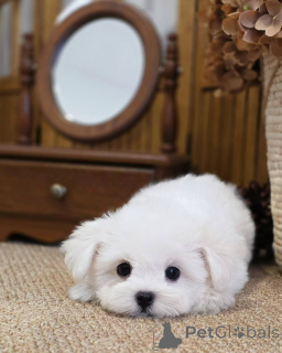 Photo №1. maltese dog - for sale in the city of Lille | negotiated | Announcement № 174874