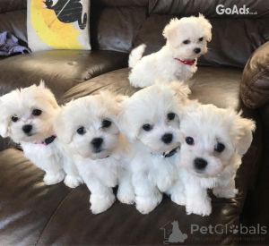 Photo №1. maltese dog - for sale in the city of Trier | 329$ | Announcement № 135150