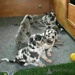 Photo №2 to announcement № 138879 for the sale of great dane - buy in Germany private announcement, breeder