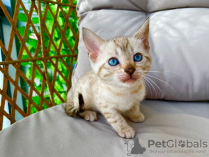 Photo №4. I will sell bengal cat in the city of North Las Vegas. breeder - price - 350$