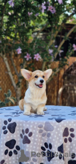 Additional photos: Welsh Corgi Pembroke puppies for sale