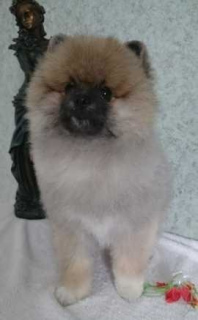 Photo №1. pomeranian - for sale in the city of Kovel | 740$ | Announcement № 910