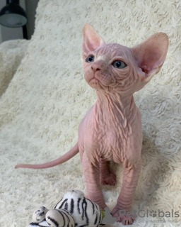 Photo №2 to announcement № 93331 for the sale of sphynx-katze - buy in United States private announcement